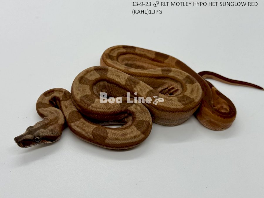 RLT MOTLEY HYPO HET SUNGLOW RED (KAHL)